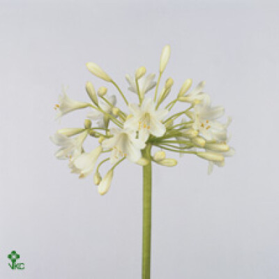 Agapanthus 'Prinses MarilÃ¨ne'