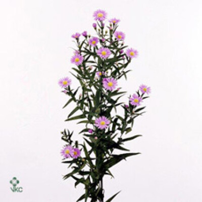 Aster (Novi-belgii Grp) 'Blue Monarch'