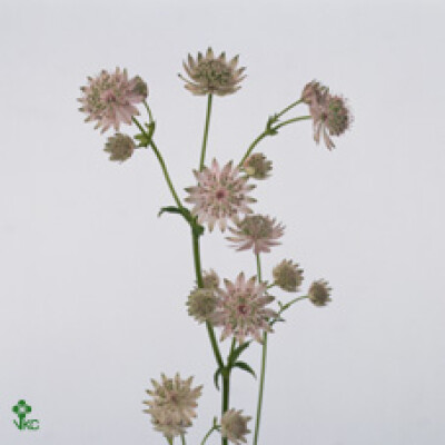 Astrantia major 'Rosa Lee'