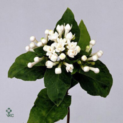 Bouvardia dubbelbloemig 'Royal Pauline'
