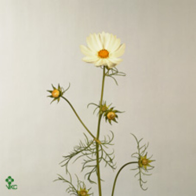 Cosmos bipinnatus