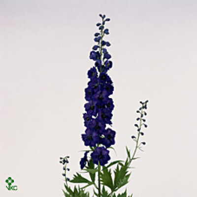 Delphinium 'Delphi's Jewel'