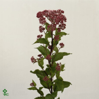 Eupatorium maculatum 'Atropurpureum'