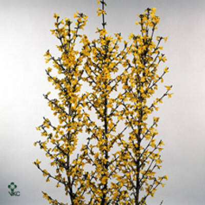 Forsythia intermedia 'Spectabilis' per bos