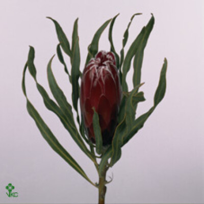 Protea 'Sheila'
