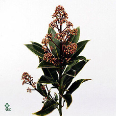 Skimmia japonica subsp. reevesiana 'Ruby King'