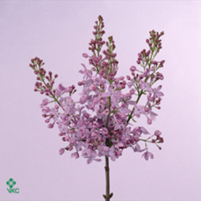 Syringa vulgaris 'MarÃ©chal Foch'