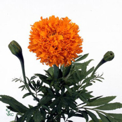 Tagetes (Erecta Grp) Promise Orange