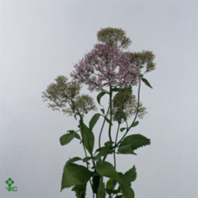 Trachelium caeruleum 'Corine Lilac'