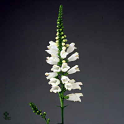 Physostegia virginiana 'Summer Snow'