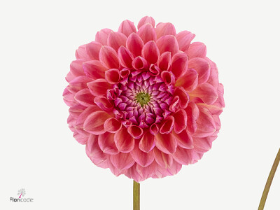 Dahlia (Ball Grp) 'Raspberry Baby'