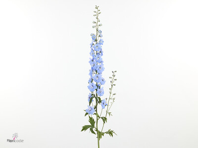 Delphinium (Elatum Grp) 'Dewi Ice Blue'