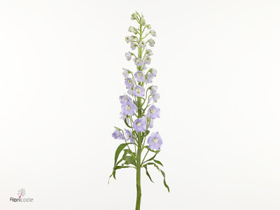 Delphinium 'Triton Lavender'