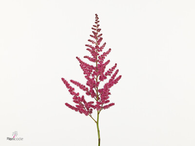 Astilbe Hot Pearls