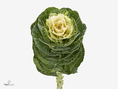 Brassica oleracea Round White