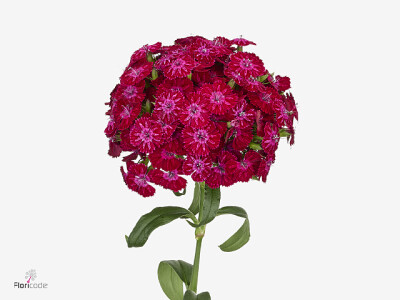 Dianthus barbatus Anubis Breanthus