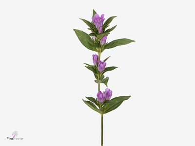 Gentiana 'Autumn Pink Ashiro'