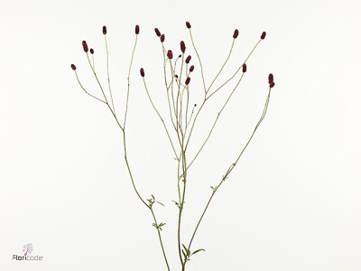 Sanguisorba 'Tully'