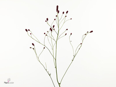 Sanguisorba officinalis 'Jsf3'