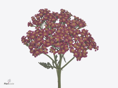 Achillea 'Sassy Summer Sangria'