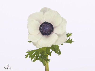 Anemone coronaria 'Mistral Plus Panda'