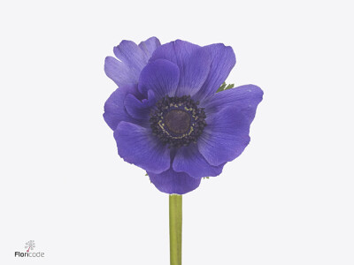 Anemone coronaria 'Mistral Plus Blu'