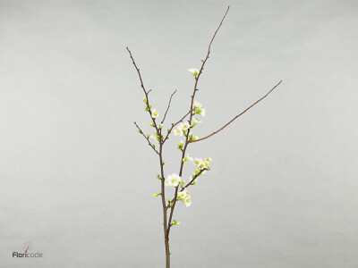 Chaenomeles 'Ivoor'