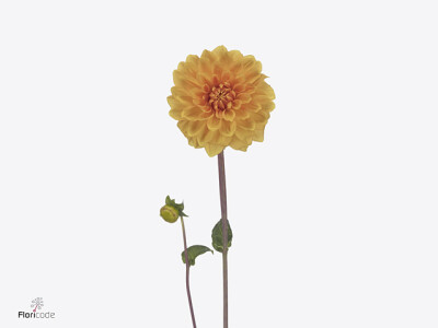 Dahlia (Ball Grp) 'Bizon Brons'