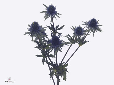 Eryngium planum Perseus Questar