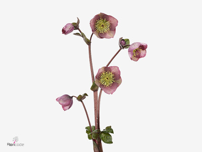 Helleborus Frostkiss Cosmio