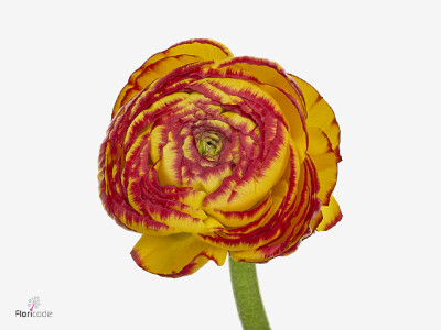 Ranunculus asiaticus 'Aazur Fireball '