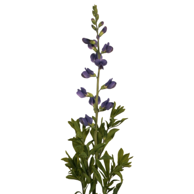 Baptisia australis