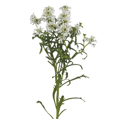 Iberis umbellata