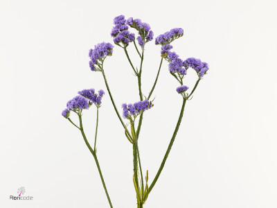 Limonium sinuatum 'Baikal Lavender'