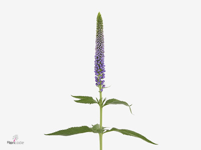 Veronica Smart Viola